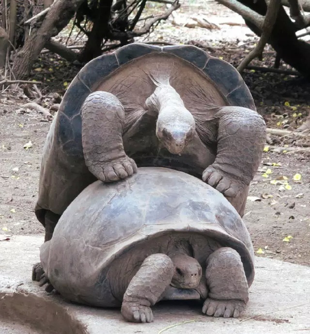 史上最强老"污"龟:100岁高龄已经当爹800次