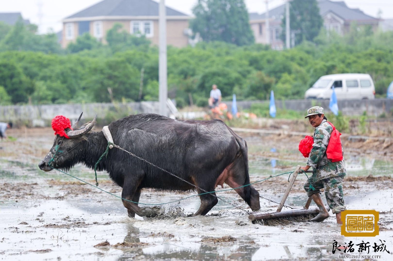 牵起水牛耕地,挽起裤管插秧,大杭州最接地气的田园牧歌就在书香良渚!