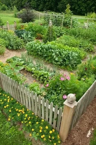 在农村后院种菜又养花,民间最实用的方法