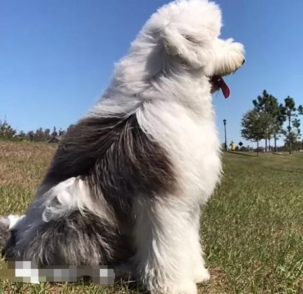 巨型古牧和迷你小泰迪生下来的混血狗,成为一只合格治疗犬!