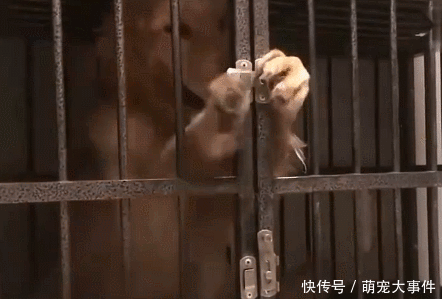 金毛连开两把锁后成功越狱,主人准备换成密码锁了!