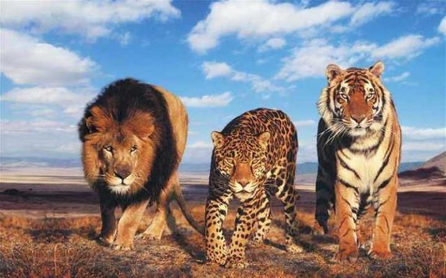 如果来一场比赛马拉松跑步,狮子,老虎谁更厉害呢?