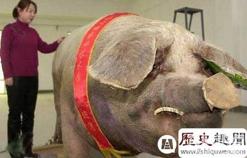世界上最大蚊子在中国捕获