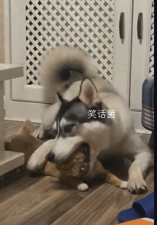 搞笑gif:哥们私房钱藏的很到位,姑娘都被你逗乐了!