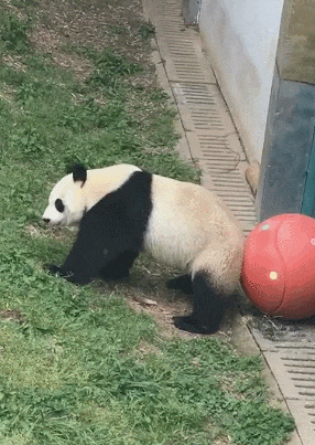 熊猫在干啥不重要,重要的是你在想什么呢,我就想知道你在想什么?