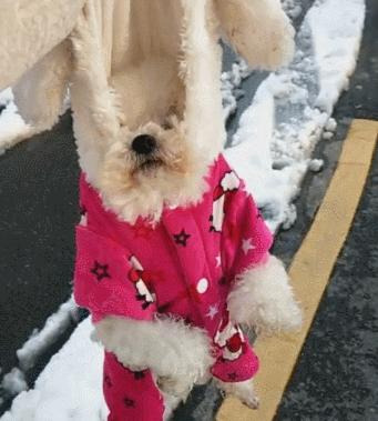狗狗和主人去打雪仗,打输之后,这样耍赖不肯回家!