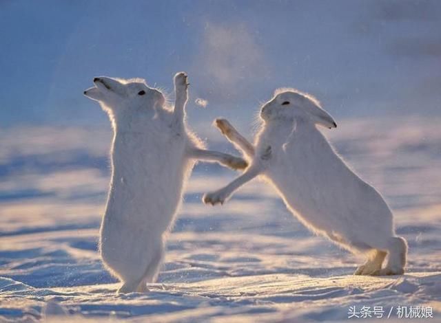 北极兔吃肉也吃雪,像雪球一样的逆天萌物