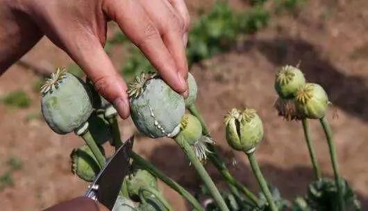 (罂粟果实照片)