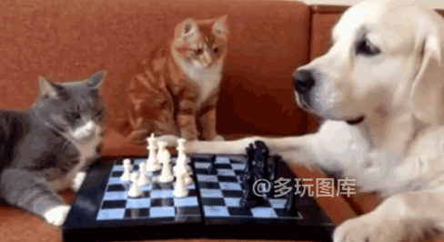 全球搞笑gif:妹子,你晕针的话还怎么能做人家老婆?