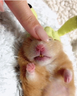 一只能睡24小时的仓鼠,这睡觉的姿势,萌翻了!