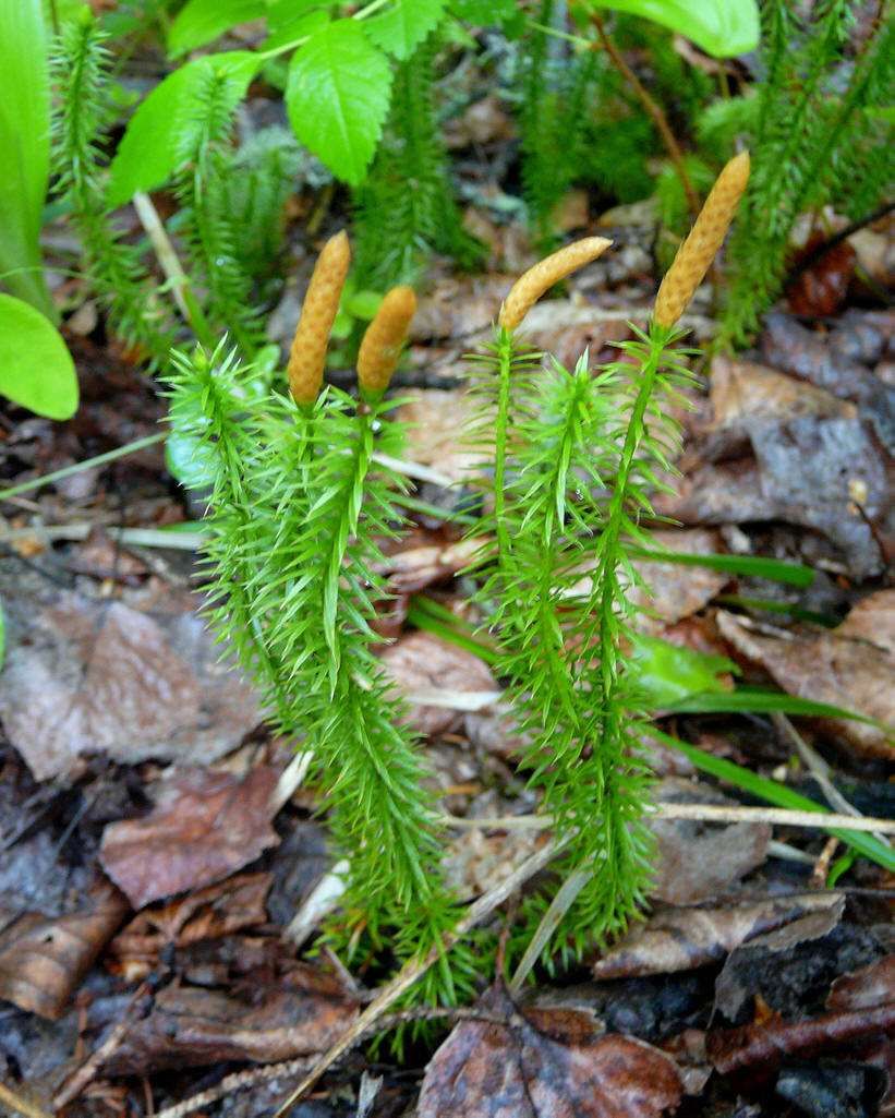 农村山里这一种草,能够舒经活络,治颈椎