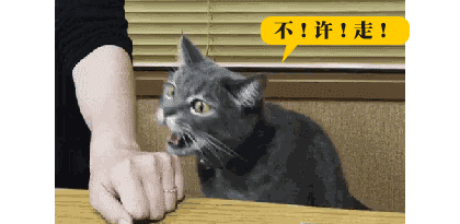 通缉一只猫,提供线索者必有重谢!