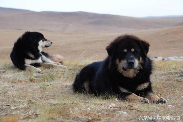 18,蒙古獒: 此犬种与藏獒有血缘关系,可是又不一样,比藏獒小,嘴更尖