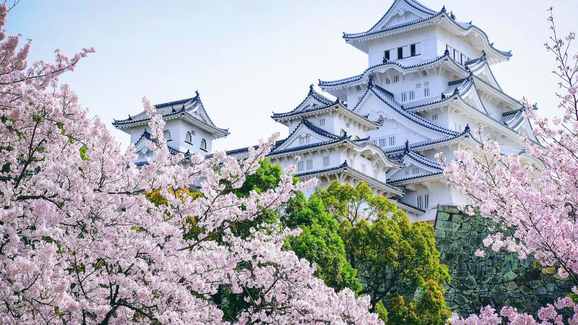满树烂漫的日本樱花美景壁纸,散步在街道显得脚步轻松