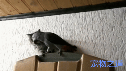鹦鹉:喵喵,看风景呢? 猫咪:给老子滚远点,最烦思考猫生时被打扰!