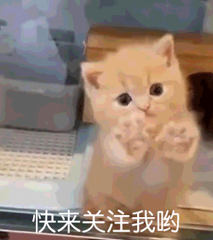 但是喵星人的面部表情早就暴露了一切,铲屎官决定不能再这样下去了