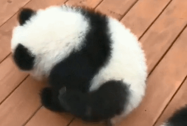 小熊猫东蹿西跑求"安慰",却无人搭理,最后的一个动作笑趴了