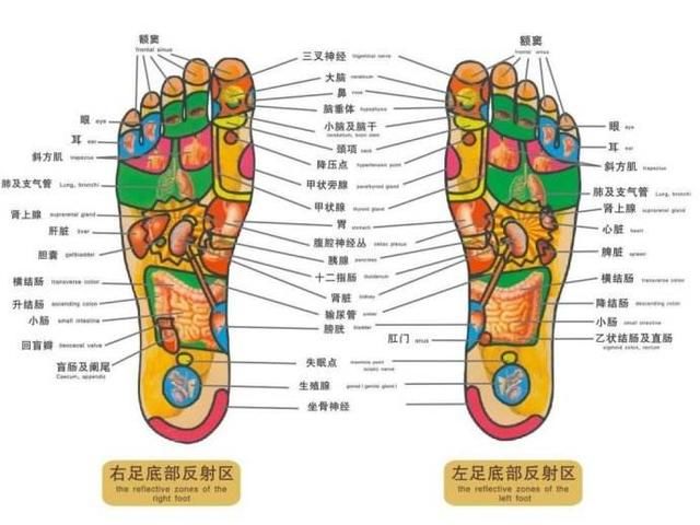 回盲瓣,升结肠,横结肠,降结肠,乙状结肠及直肠,小肠,肛门等反射区, 可