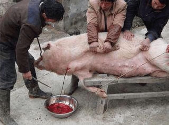 世界各国是如何杀猪的?就属中国的方法最正常,日本的杀猪太奇葩