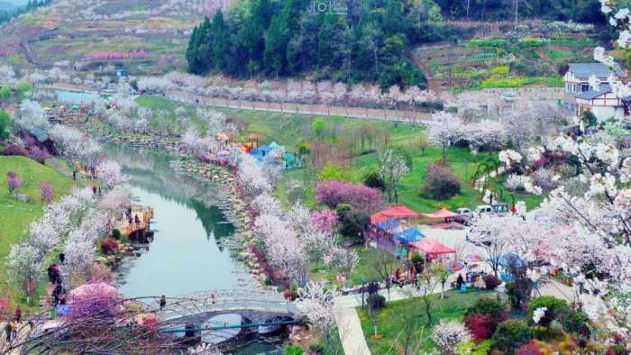 第三届遵义樱花旅游文化节将于3月24日在新蒲樱花谷正式启幕.