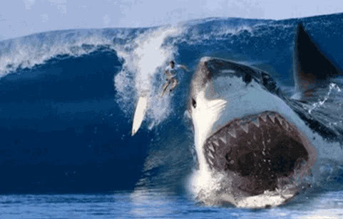 巨齿鲨在远古时,当真是海洋王者无人能敌?科学家:只是