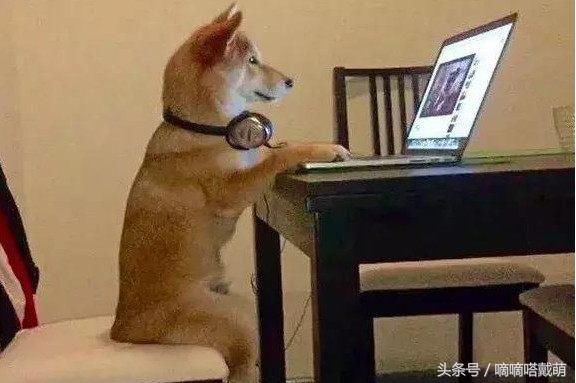 这柴犬简直是成精了!不仅会玩电脑,还会自己去上厕所