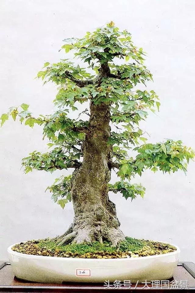充满意境美的盆景,绝对让你惊艳!