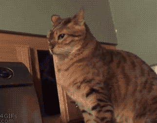 喵星人:总有刁民想害朕