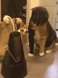 2.喵星人的贱无人能敌,这不又把自己给坑了吧!