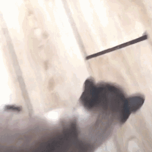 猫咪把乌龟翻个儿,铲屎官命令它翻过来,下一秒笑喷