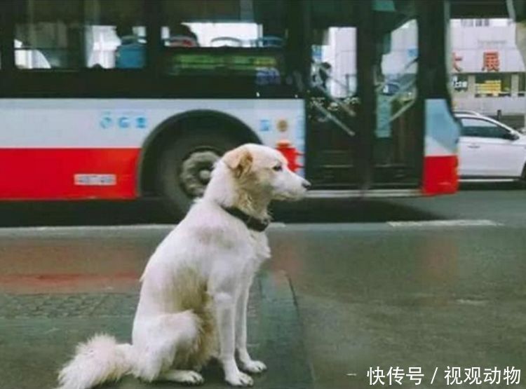 狗狗在雨中,一动不动,一只静静的等着.