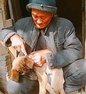 10种狗狗打针时的表情,都是