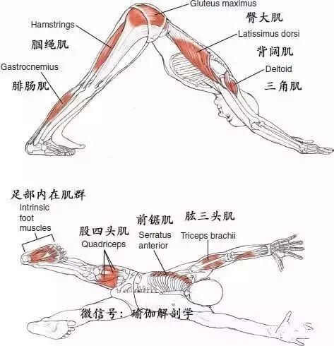 瑜伽下犬式,每天1分钟,1个月瘦好多斤,肩颈酸痛去无踪