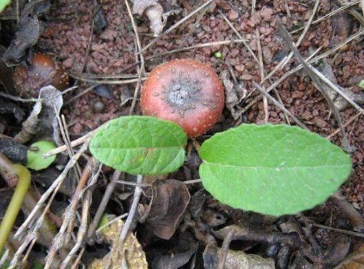 地枇杷具有治疗黄疸,瘰疬,无名肿痛,风湿疼痛,腹泻,痢疾,痔疮出血等