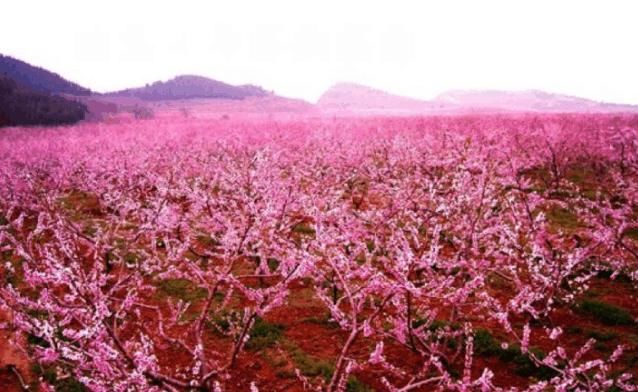 赏花圣地在此: 一,成都,龙泉桃花故里