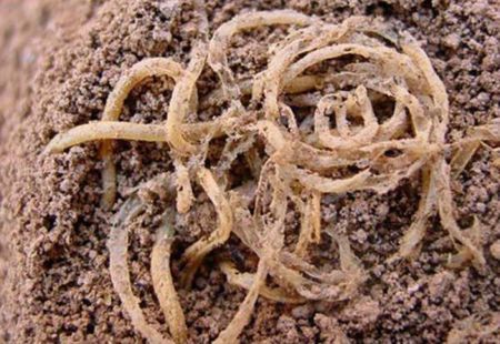 到近年,湖南玉蟾岩遗址发现1.2万年前的炭化稻