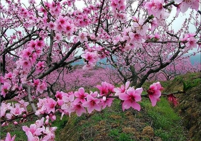 3月最美自驾游线路攻略:一个被称为中国最美春天的地方!