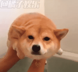 【gif】顶着一张