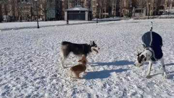 二哈跟大狗打架,柯基想帮忙腿又太短,结果二哈的表情亮了