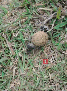 (3)第一次看到屎壳郎,没想到还是四驱的粪球