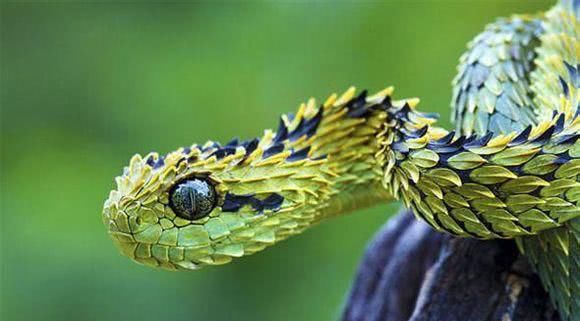 树蝰属是蛇亚目蝰蛇科蝰亚科下的一个有毒蛇属,仅分布于除南非以外的