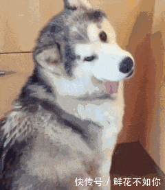 4.吐舌头这事儿是个技术活 不一定都萌