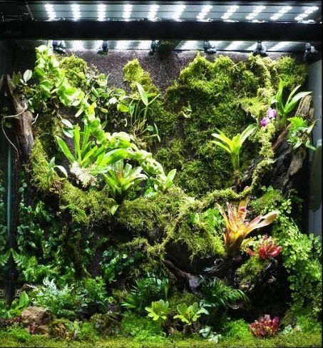 许多人唤它地球之肺; 于造景师而言,这种以热带雨林为原型的造景缸