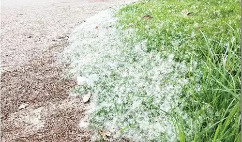 城区漫天飞絮都是啥,如何防过敏?专家说端详