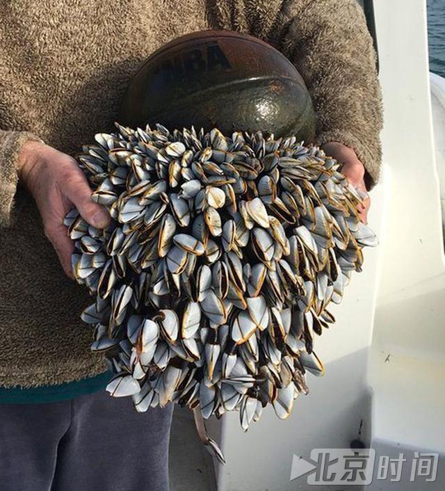 密恐慎入!海上漂浮奇怪篮球长满鹅颈藤壶