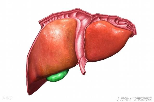 2,肝脏 肾脏是人体重要净化器,脂肪过多也会堆积到肾脏,这将大大