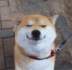 壁纸 动物 狗 狗狗 240_234 gif 动态图 动图