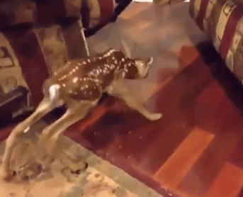 姐夫秀!爆好看! 有趣,好玩的搞笑动图尽在姐夫gif秀! no.