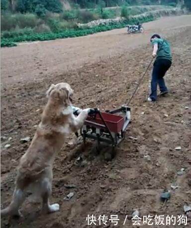 男子养了只真正的神犬,下地干活,开手扶拖拉机!网友:卖不,高价收!