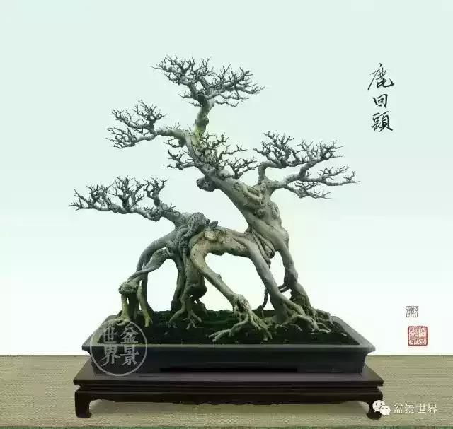 郑永泰老师盆景作品欣赏 让人大开眼界